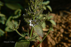 Haplanthodes tentaculatus